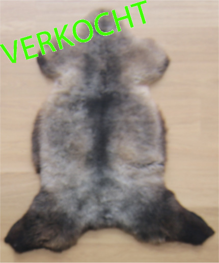 Hollandse vacht