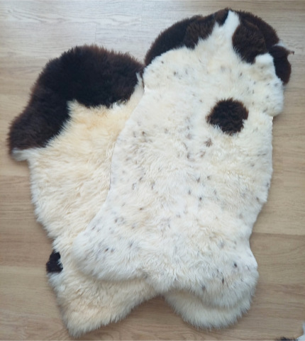 Zwartkop vacht