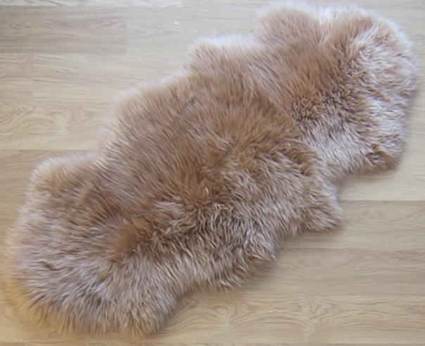 Modieus camel